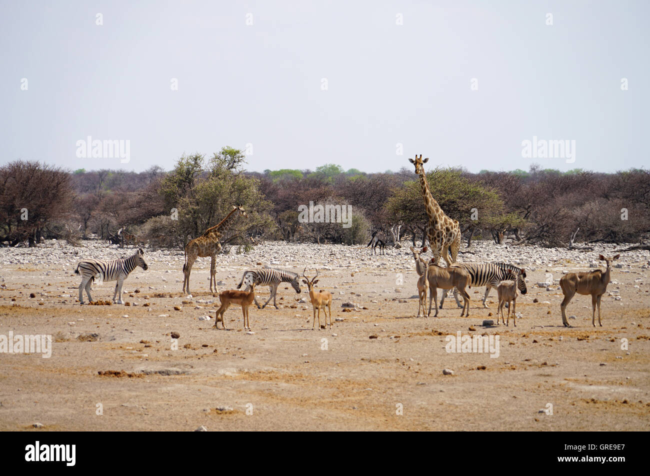 Wild Animals In Africa Stock Photo