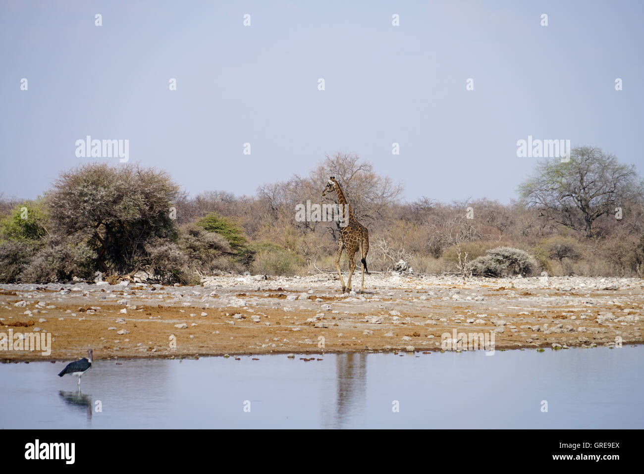 Giraffe And Marabou At A Water Hole Stock Photo