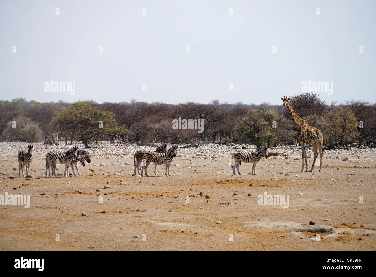 Wild Animals In Africa Stock Photo