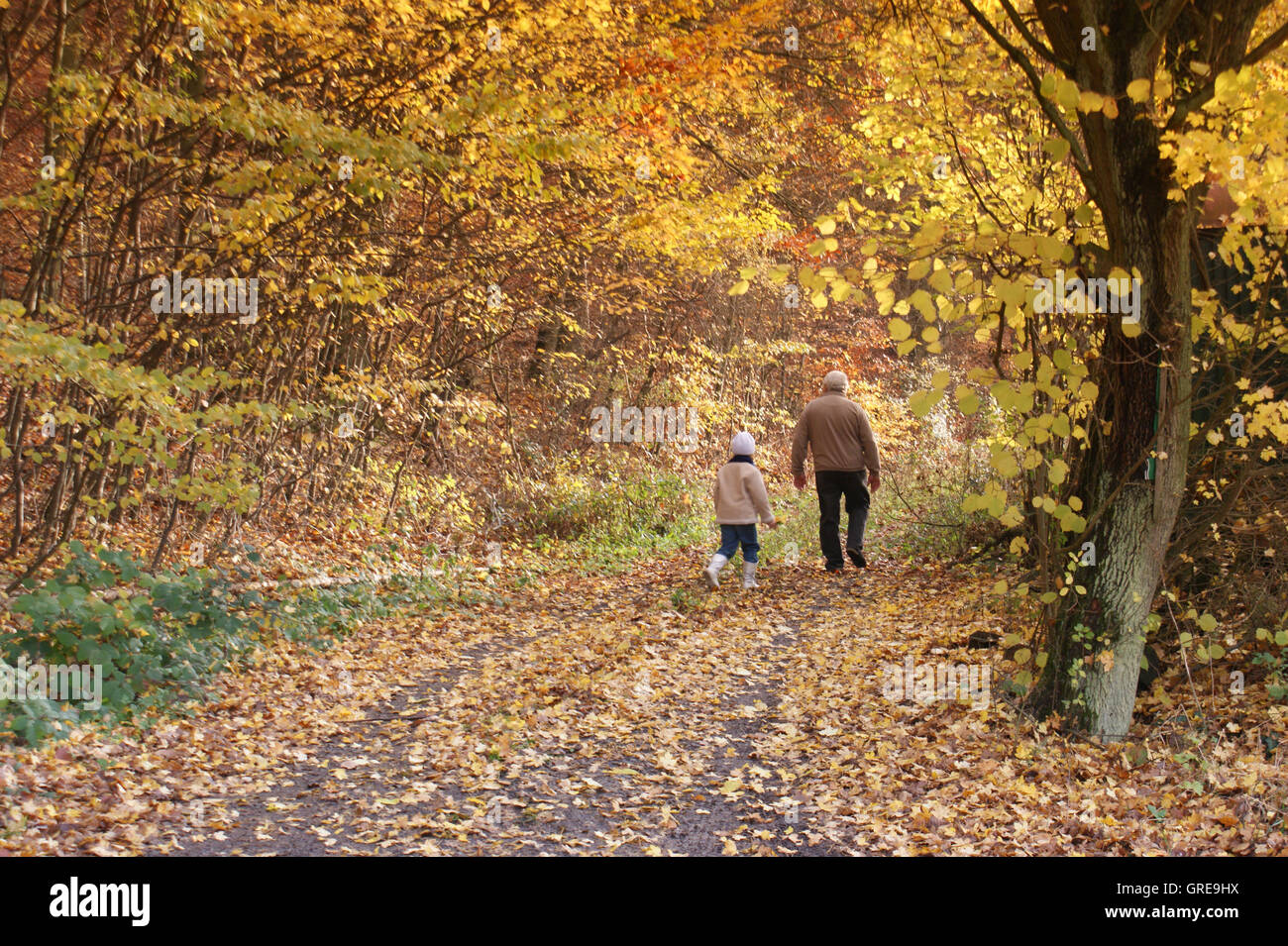 A Walk In The Autumnal Forest Stock Photo - Alamy