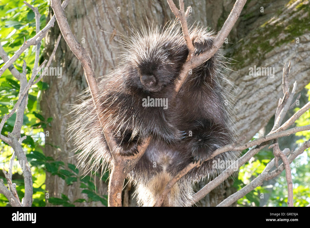 Close-up of a Common Porcupine. Stock Photo