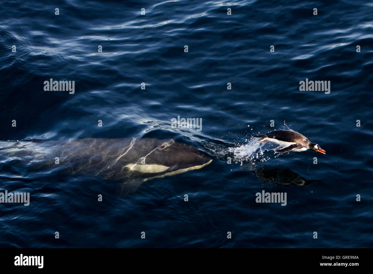 Killer whale chasing Gentoo Penguin in Antarctica Stock Photo