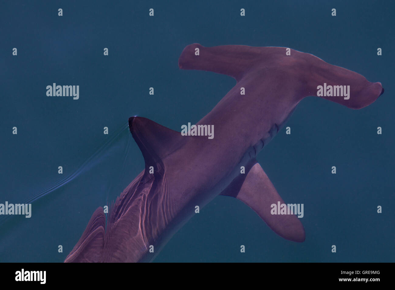 Hammerhead shark cruising at the surface in Baja Mexico Stock Photo