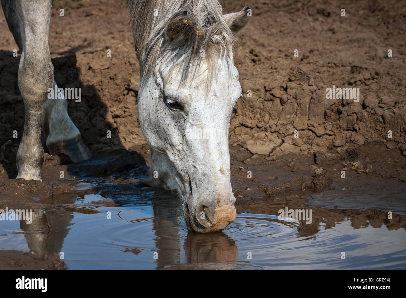 white horse drinks water from a puddle during droughts Stock Photo Alamy