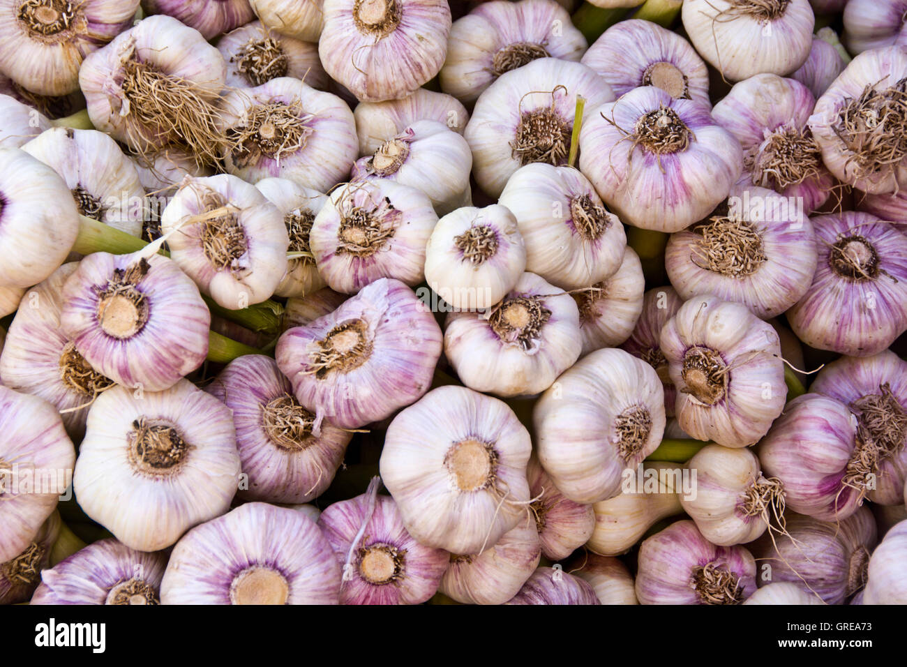 garlic bulbs Stock Photo Alamy