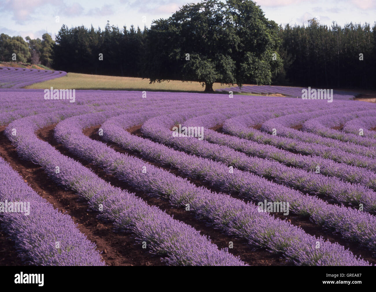 Bridestowe Lavender Estate, Nabowla, Tasmania, Australia. Stock Photo