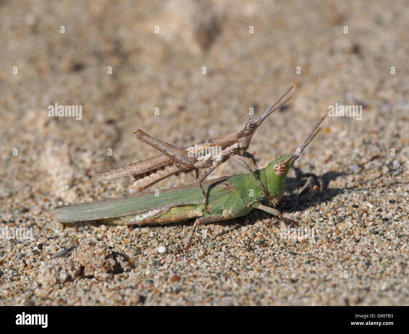 Orthoptera of Cyprus  : Pyrgomorpha cognata Stock Photo