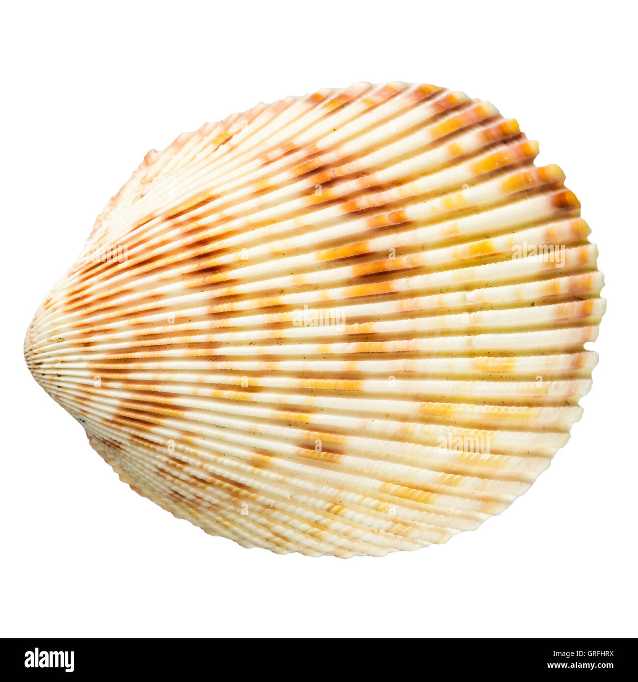 Top view of a shell isolated on white Stock Photo - Alamy