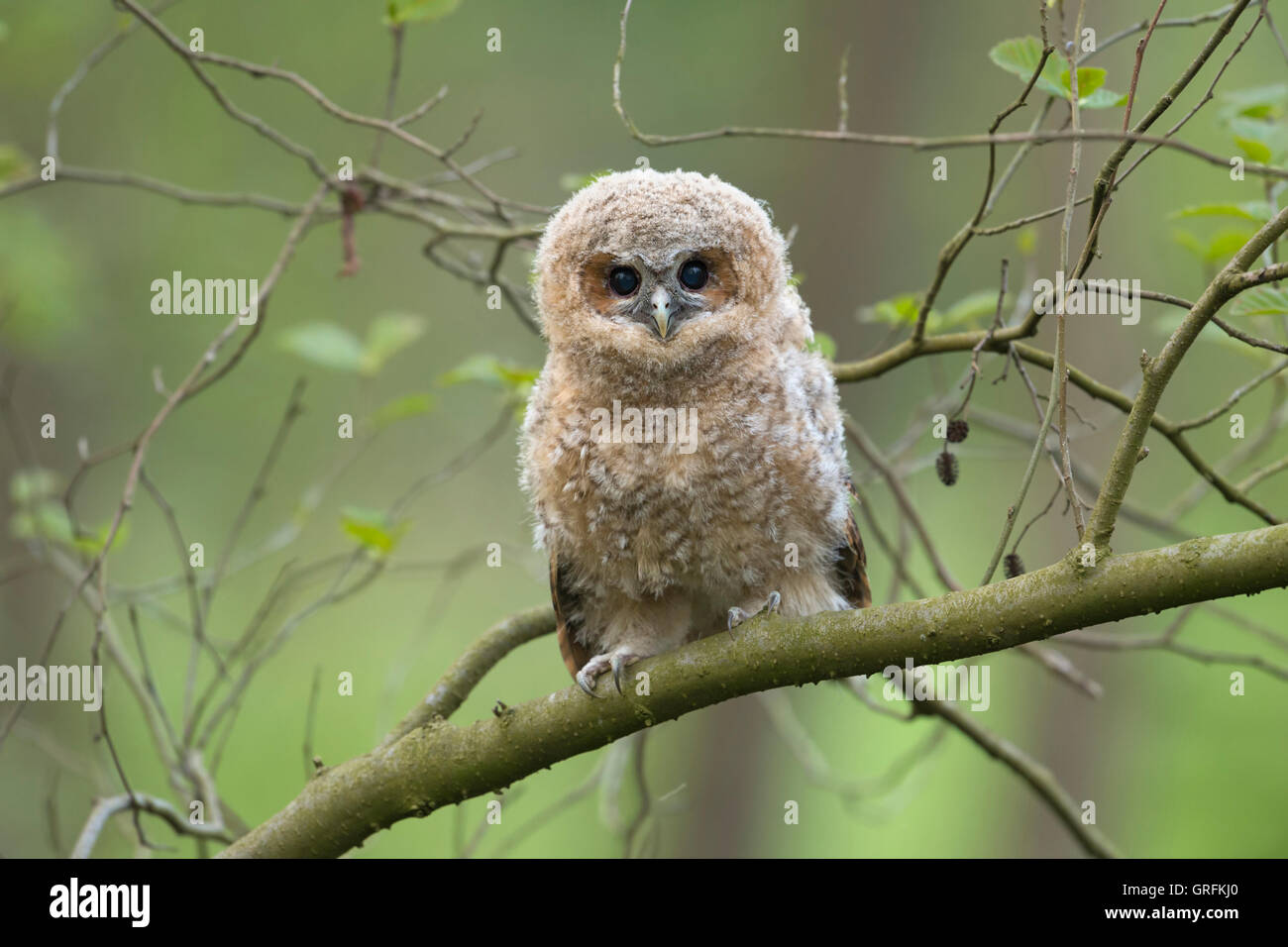 Cute fledgling of Tawny Owl / Waldkauz ( Strix aluco ) perched on a branch, begging for food, its dark brown eyes wide open. Stock Photo