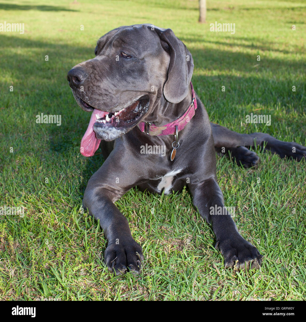 great dane hot spots