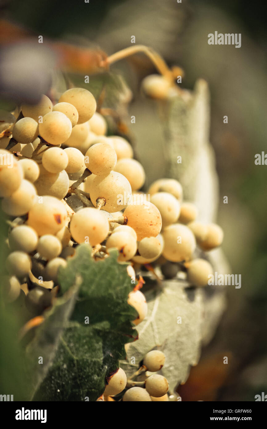 Grapes at a vinyard in Italy Stock Photo