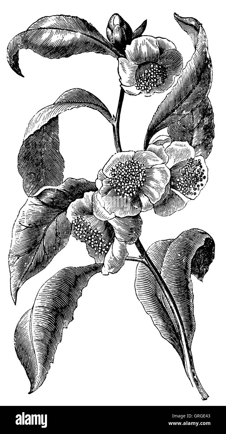 Chinese was shrub Black and White Stock Photos & Images - Alamy