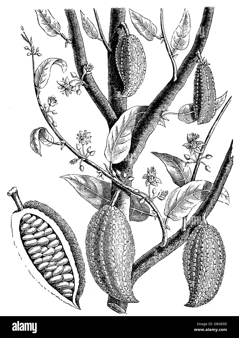 Cacao tree illustration hi-res stock photography and images - Alamy