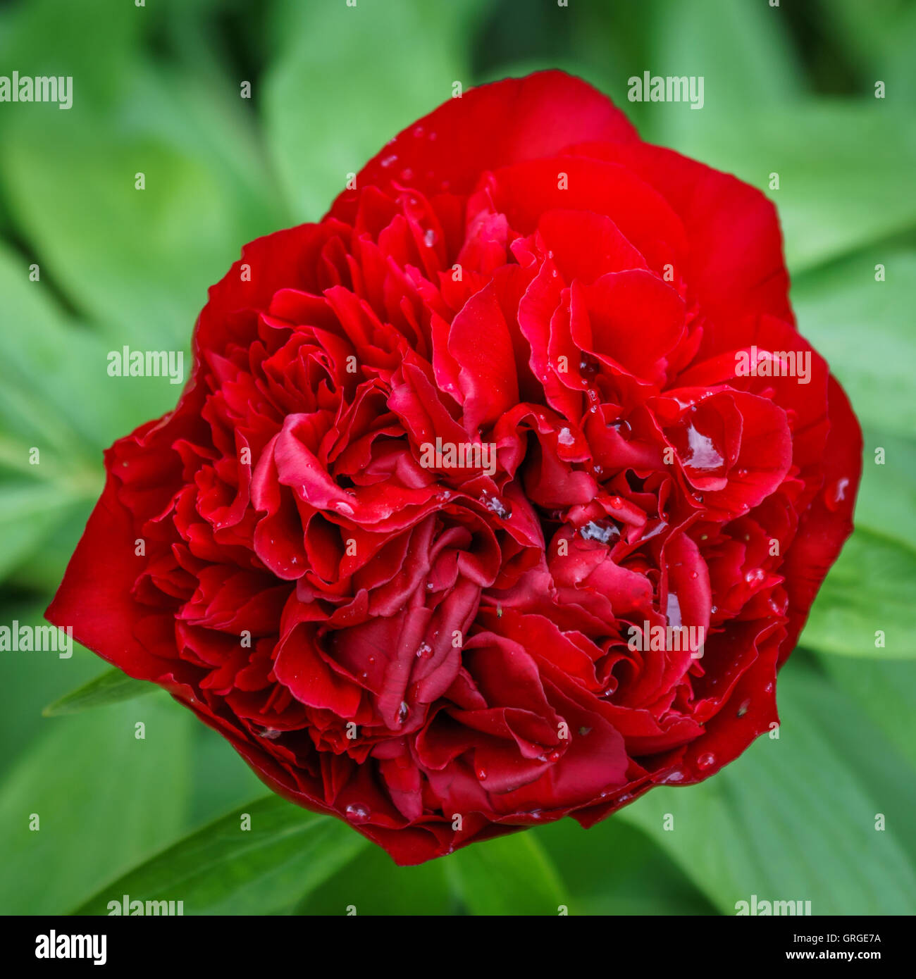 Red Peony in the morning dew Stock Photo