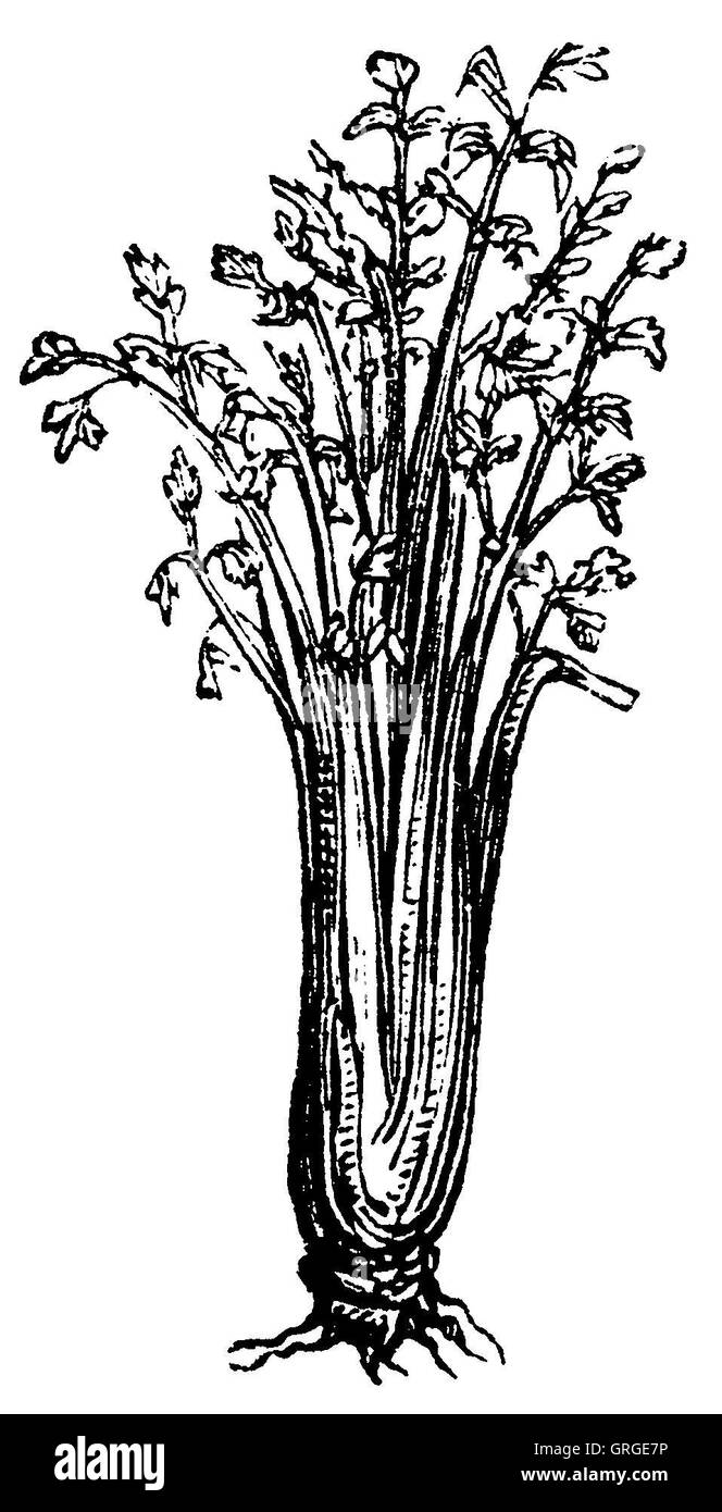 blanched celery Stock Photo