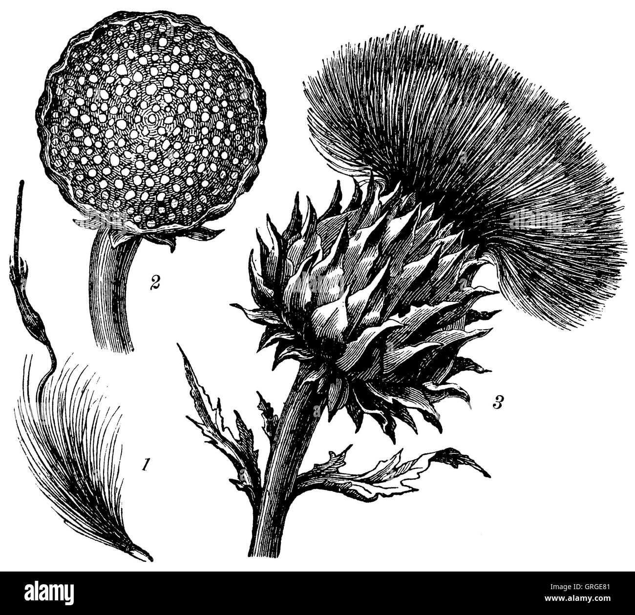 Artichoke: 1) flower head, 2) ovary, 3) single flower Artischoke Stock Photo