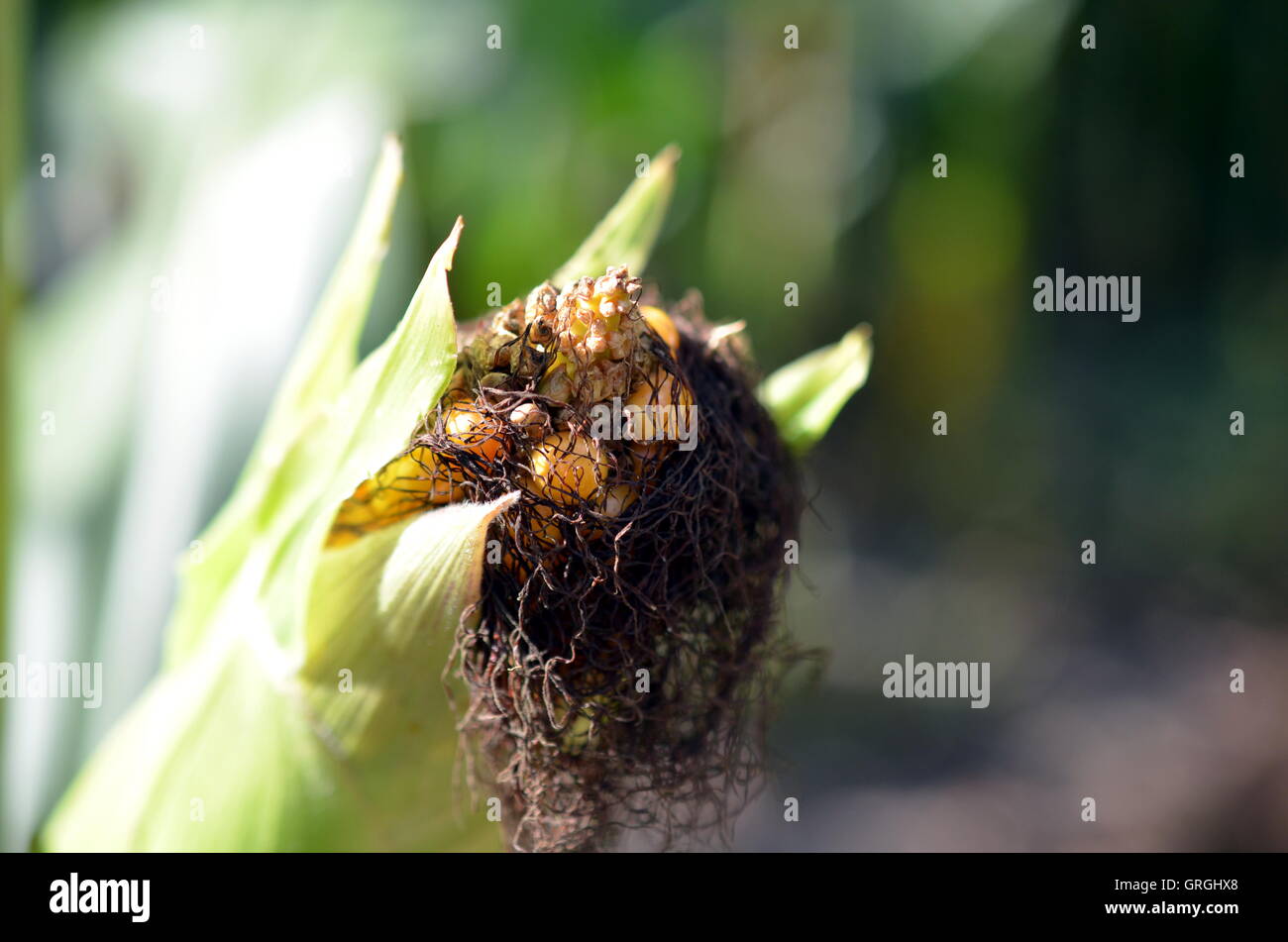 closeup of a covered corn fruit on the field Stock Photo