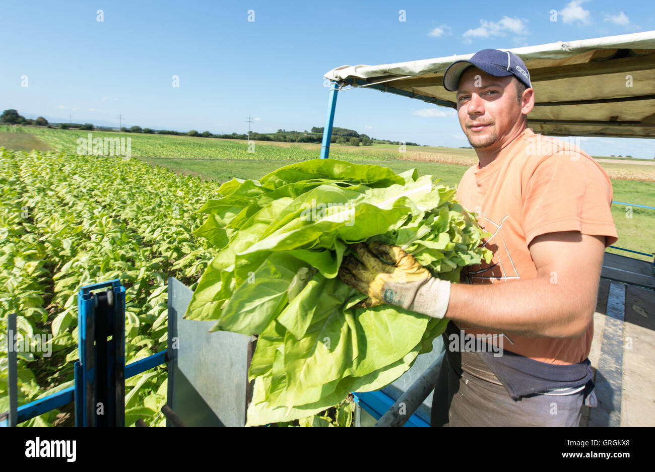 Hungarian harvest helpers harvesting tobacco leaves of the type 'Virginia' using an agrcultural machine on a field near Bad Krozingen, Germany, 6 September 2016. PHOTO: PATRICK SEEGER/dpa Stock Photo