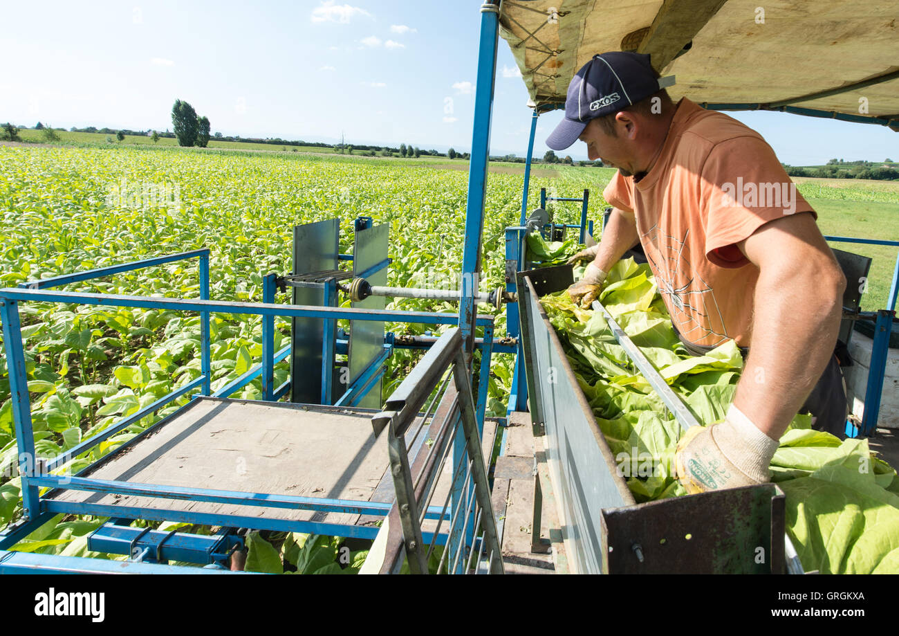 Hungarian harvest helpers harvesting tobacco leaves of the type 'Virginia' using an agrcultural machine on a field near Bad Krozingen, Germany, 6 September 2016. PHOTO: PATRICK SEEGER/dpa Stock Photo