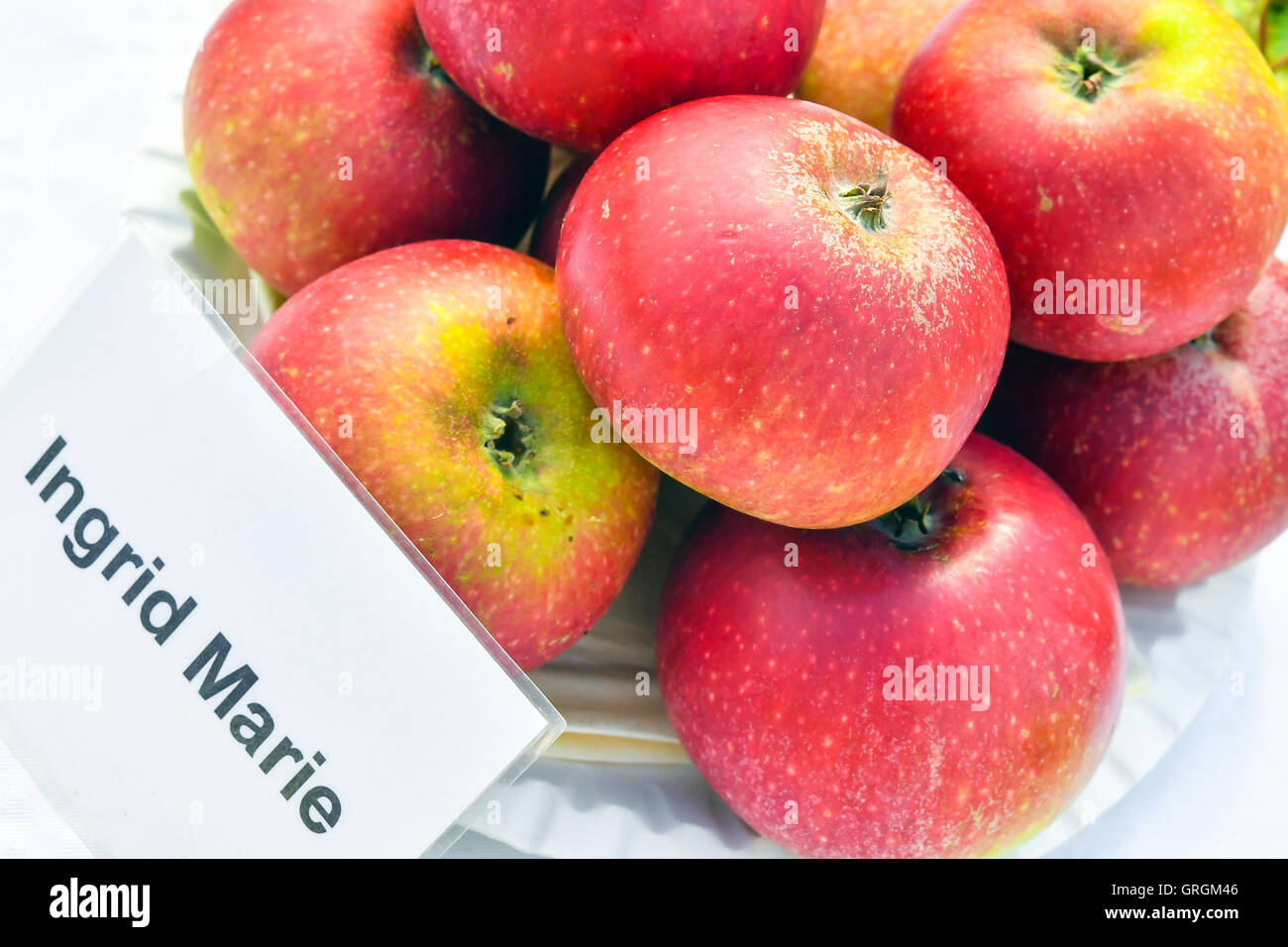 The apple variety 'Ingrid Marie', photographed on the grounds of the