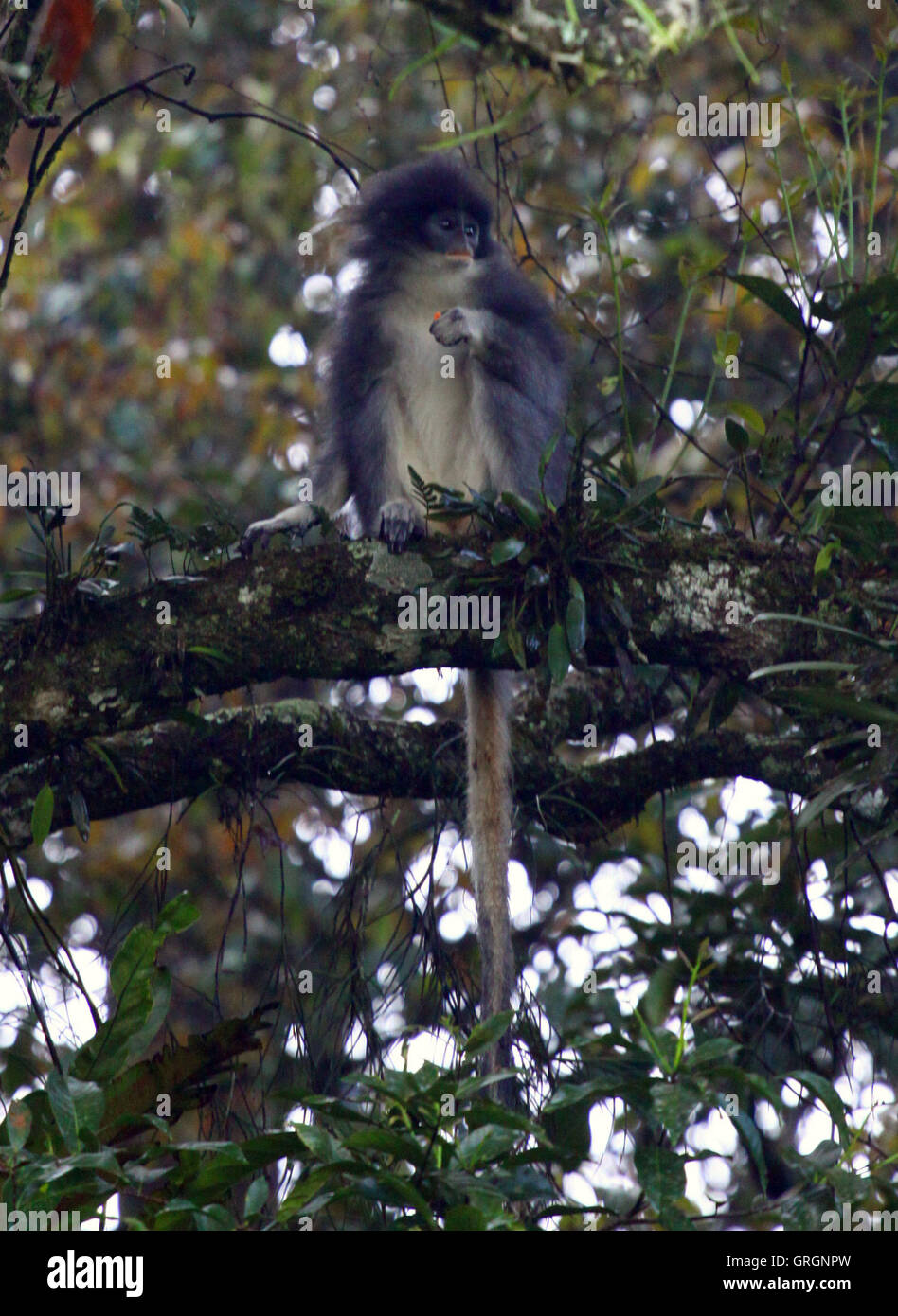 Jakarta, Jakarta, Indonesia. 7th Sep, 2016. The release of primates Javan (Presbytis comata) back to their natural habitat in the forest area of western Java. Surili returned a species endemic to West Java and some parts of Central Java is an animal that is rare and need to be protected and preserved its existence .Surili known as primates sensitive and shy has the shape and body size ranges between 42-61 cm. Proportionally tail Surili generally longer than the body length ranging from 50-85 cm. Surili adult body weight on average between 5-8 kg and have a body color of gray on the back Stock Photo