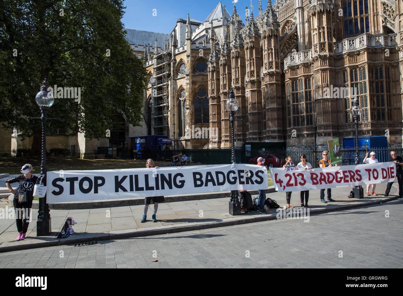 London, UK. 7th September, 2016. Animal rights campaigners protesting outside Parliament against the badger cull hold a banner indicating that 4,213 badgers will die during the cull. Credit:  Mark Kerrison/Alamy Live News Stock Photo