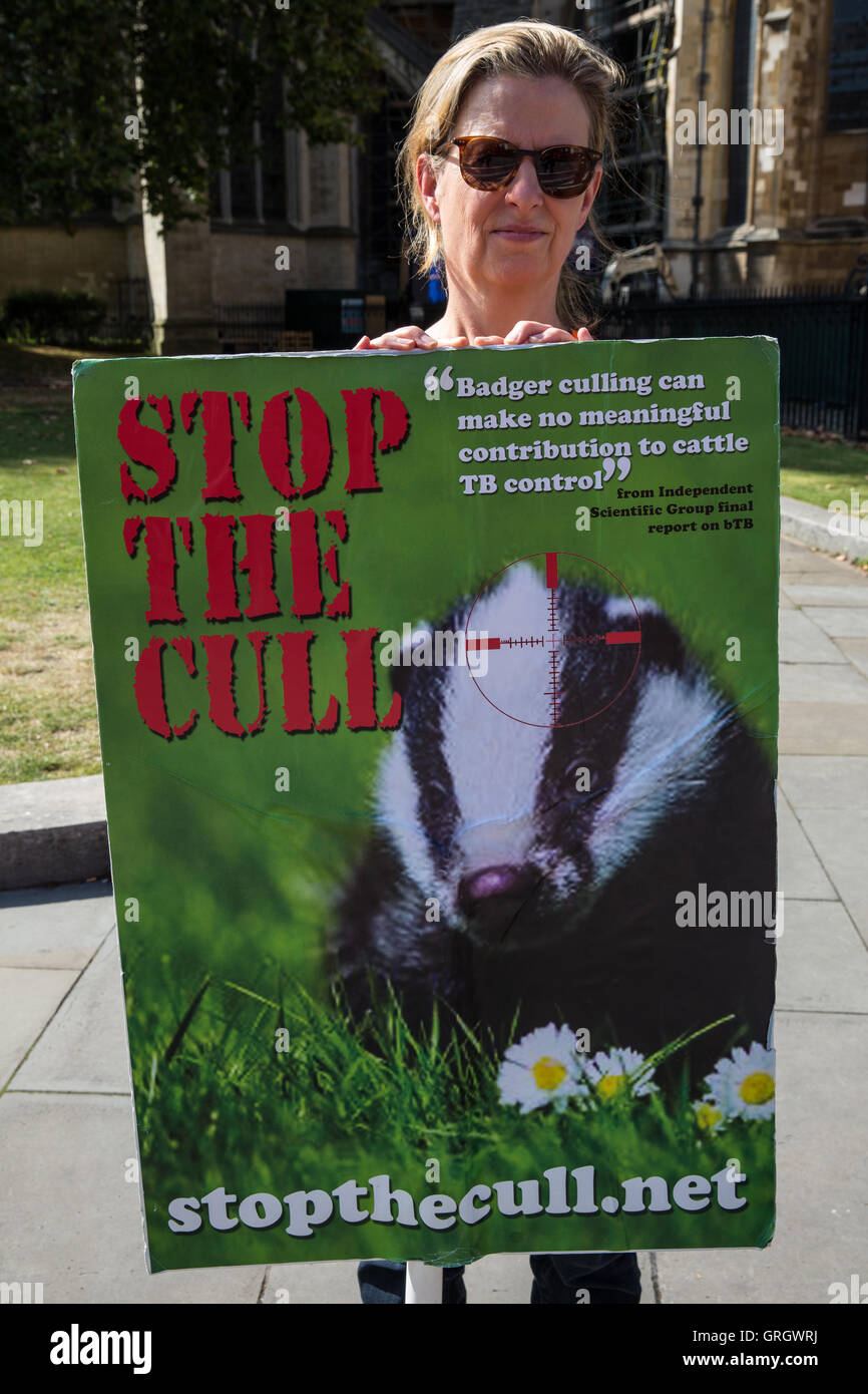 London, UK. 7th September, 2016. An animal rights campaigner protests outside Parliament against the badger cull. Credit:  Mark Kerrison/Alamy Live News Stock Photo