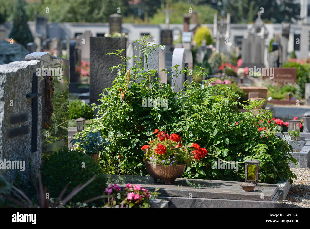 Какой цветок можно посадить на кладбище многолетние. Лилия на кладбище. Помидоры на могиле. Сажать цветы на могиле. Цветы которые сажают на кладбище.