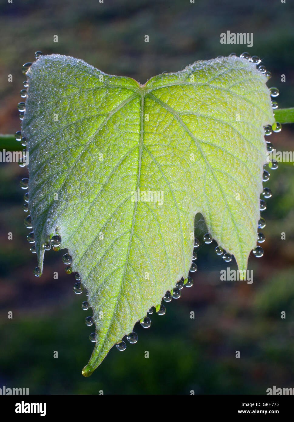 Dew that has collected in the morning on a grape leaf Stock Photo