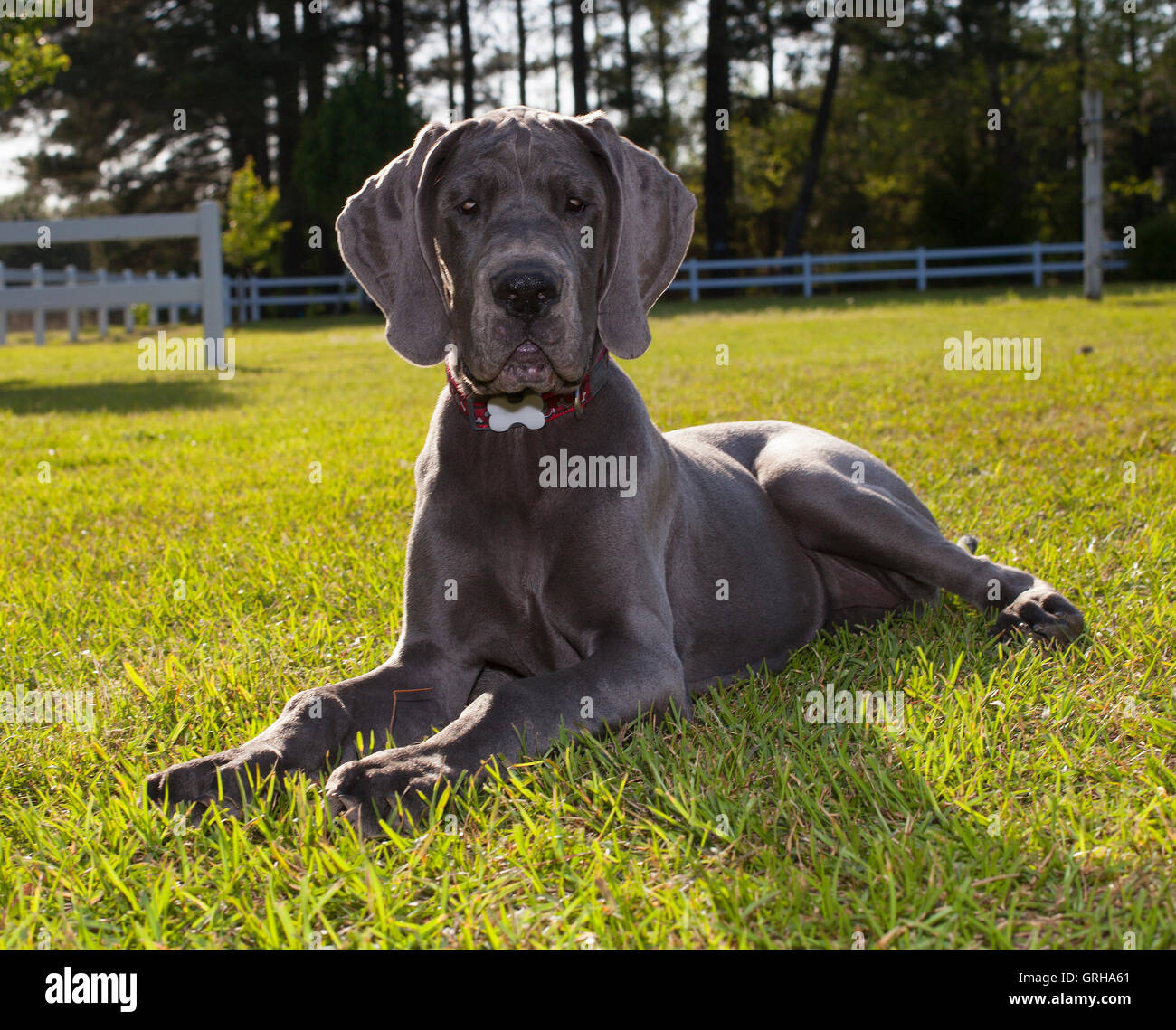 Great Great Dane puppy that looks like it is posing for a portrait