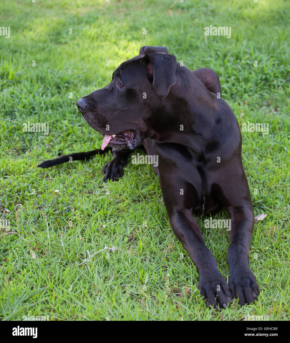 Black Great Dane that is laying down on the grass Stock Photo