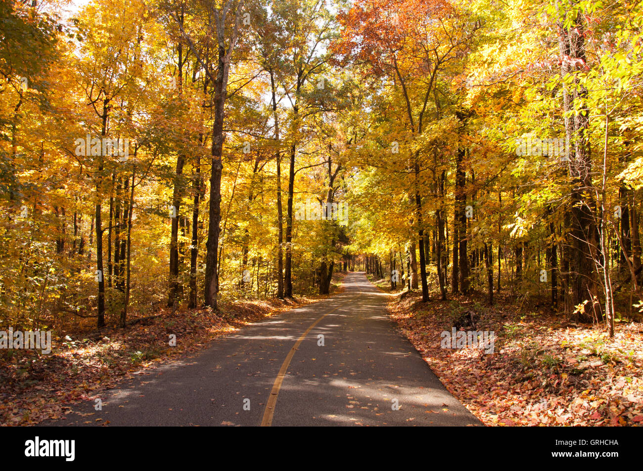 Trees line a road through Mammoth Cave National Park. Stock Photo