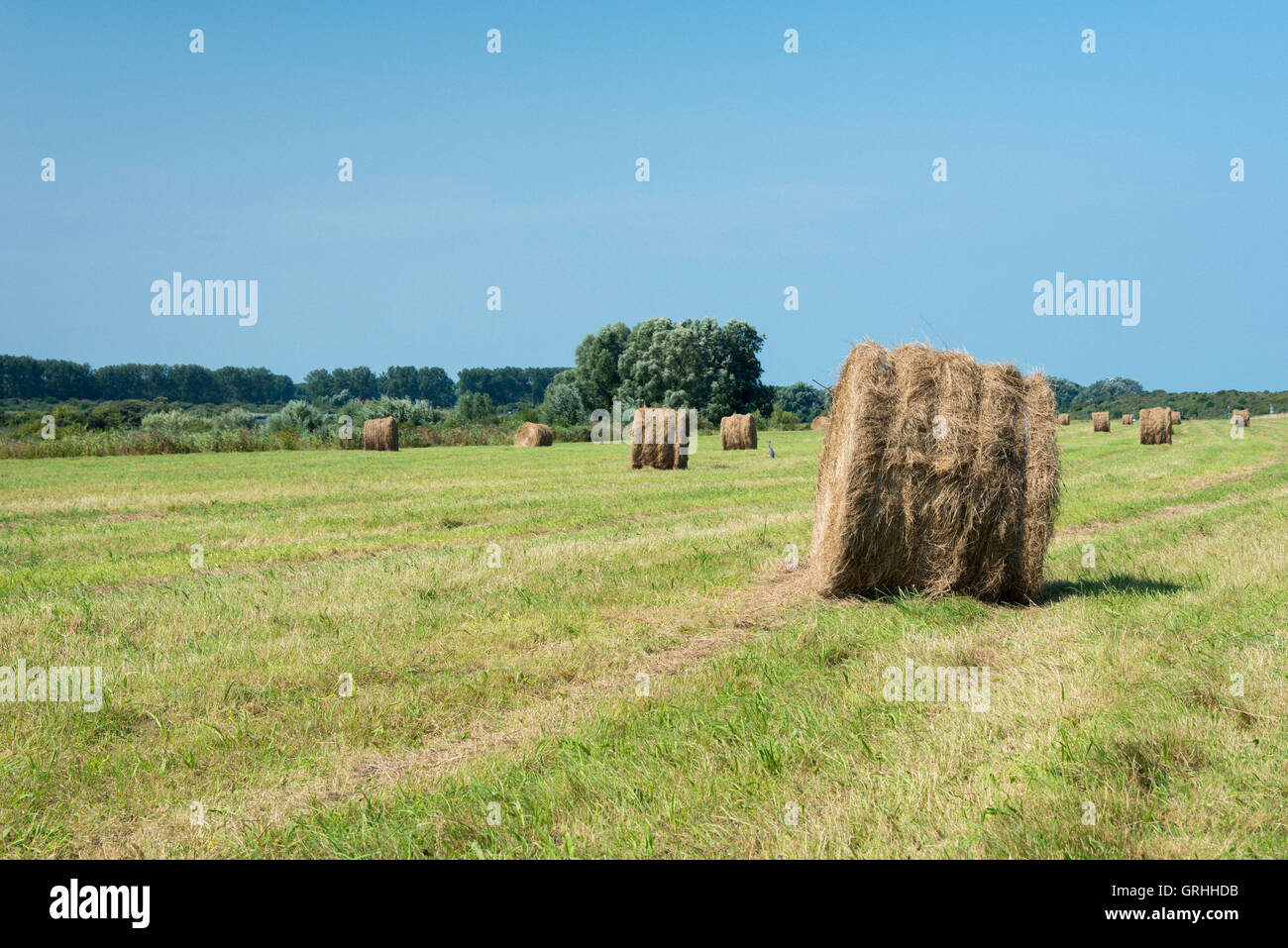 dry grass or hay bale in green field with grass in nature in holland