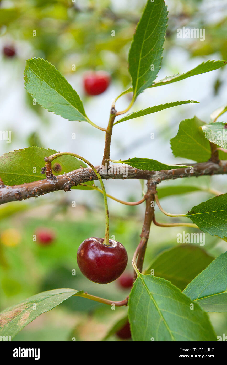 Red cherries on a branch just before harvest in the garden at summer time. Red ripe cherries on a tree branch Stock Photo