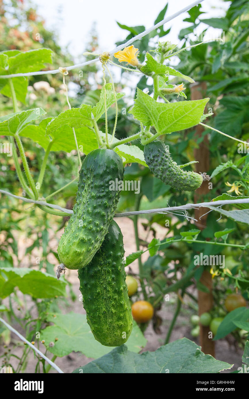 A cucumber in a bush outdoors. How to grow a cucumber plant in a garden