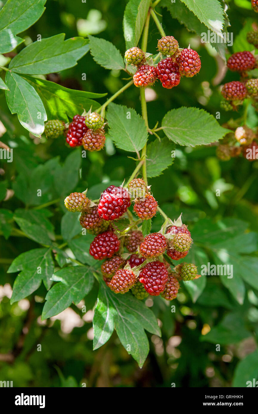 Green wild raspberry plant bush hi-res stock photography and images - Page  5 - Alamy
