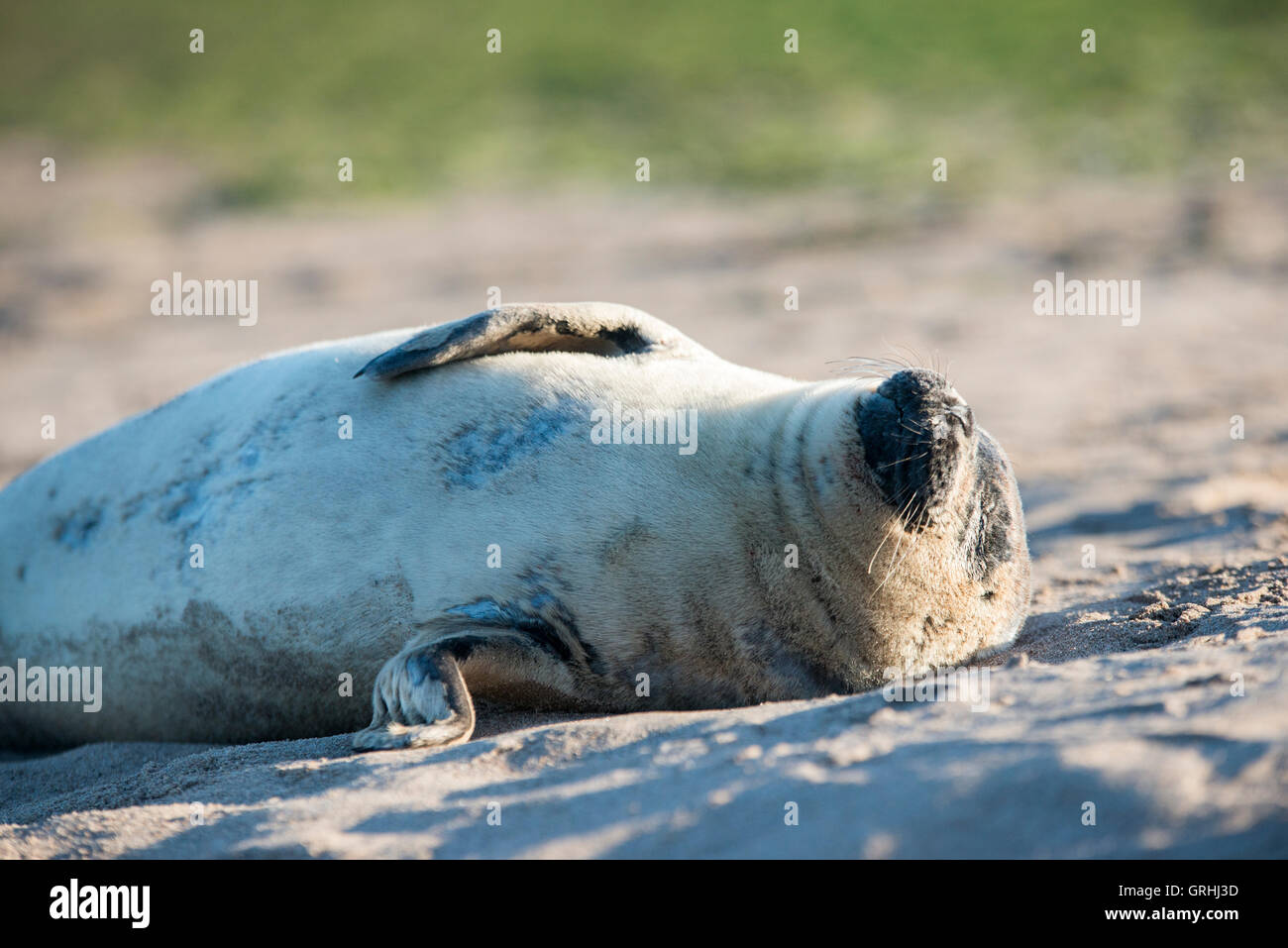 A young seal laying on the beach at low tide on the Holy Island