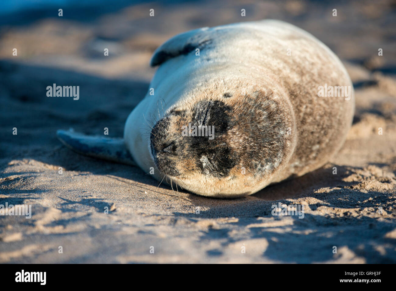 A young seal laying on the beach at low tide on the Holy Island