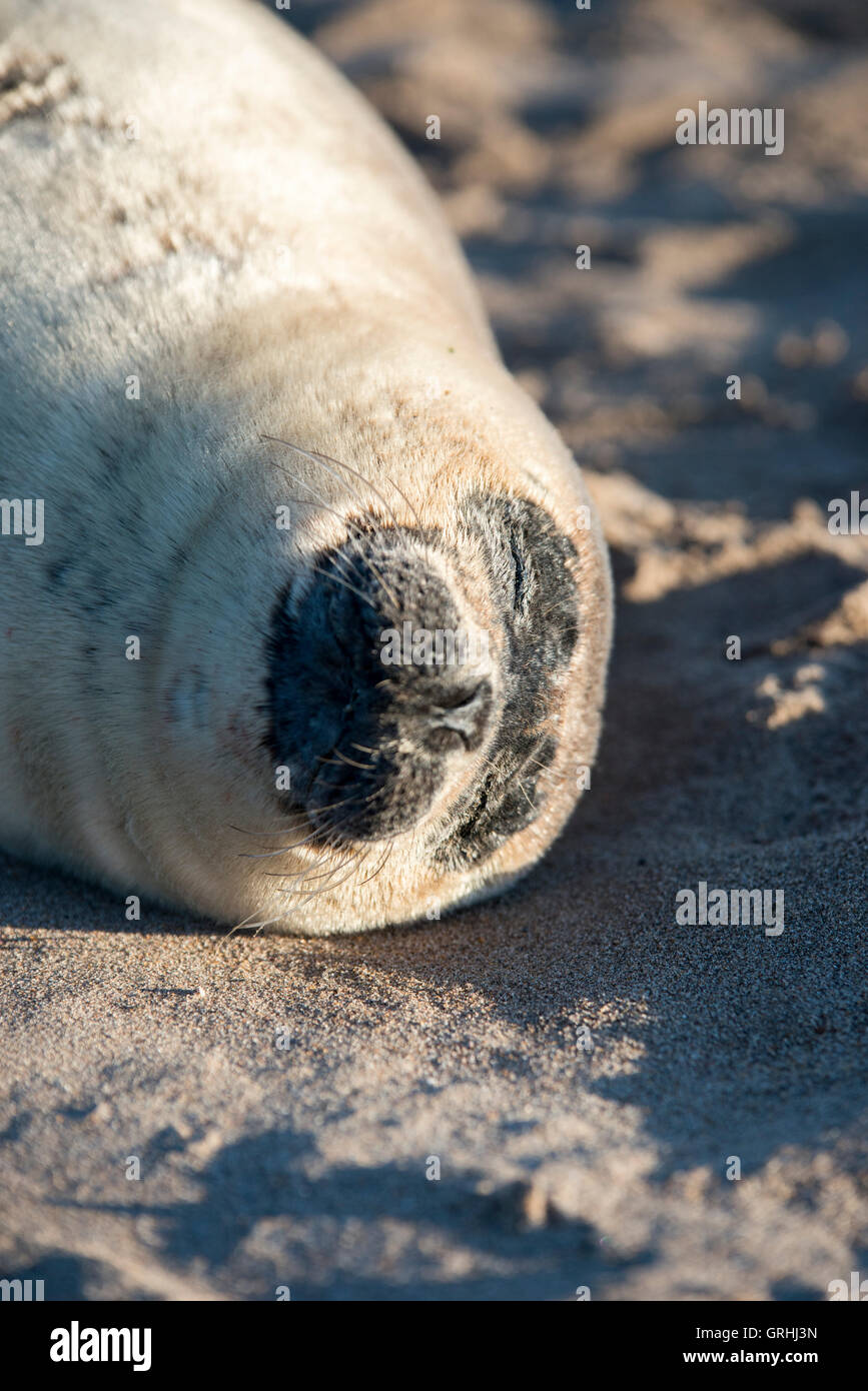 A young seal laying on the beach at low tide on the Holy Island