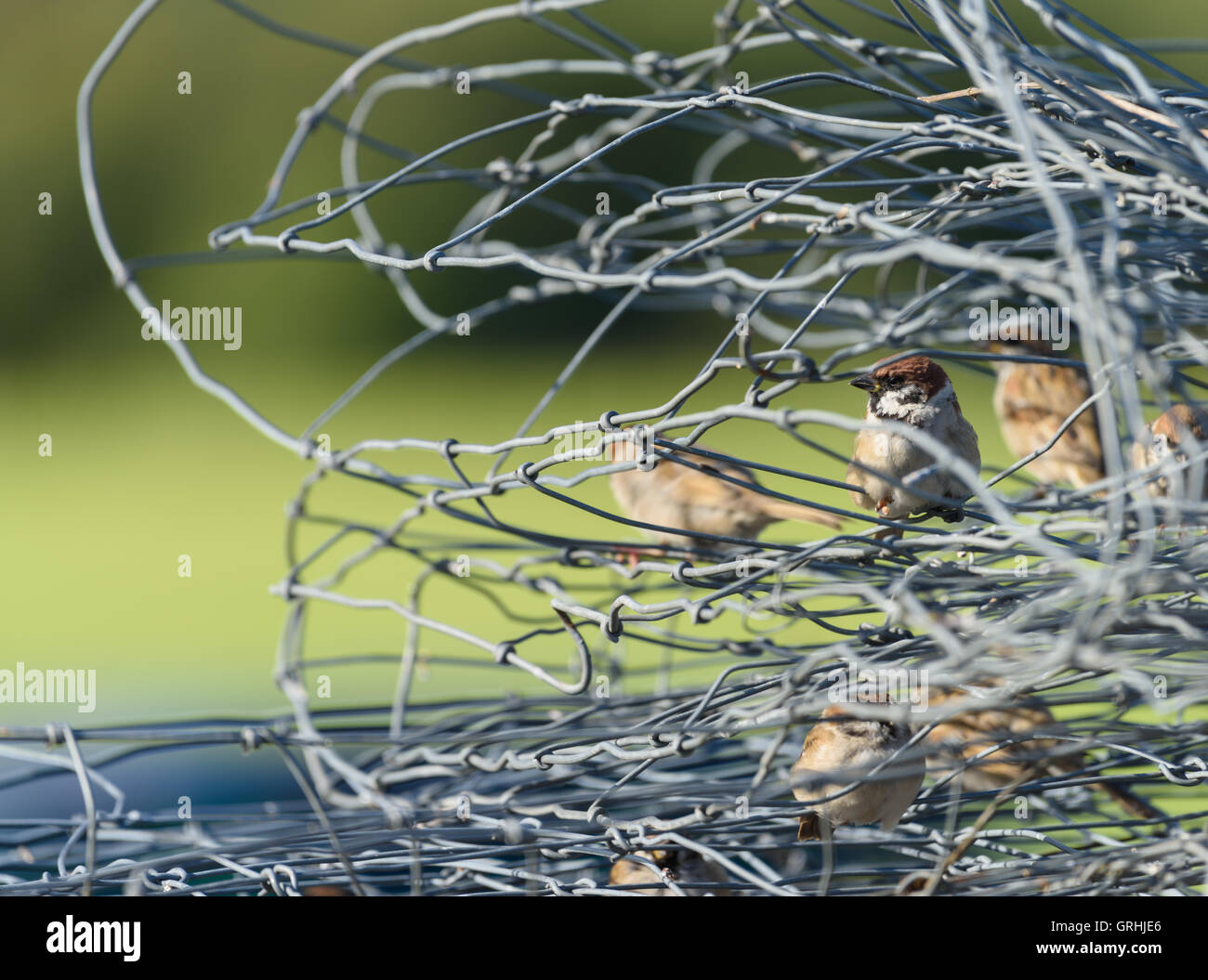 Sparrows sitting inside twisted mesh fence Stock Photo