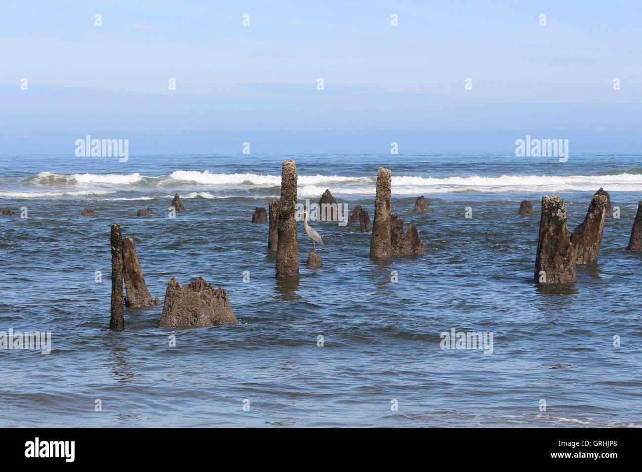 Mystery stumps in the ocean of Neskowin, Oregon Stock Photo