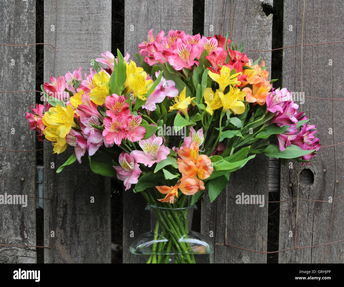 Peruvian lilies in a clear glass vase with a rustic fence backdrop Stock Photo