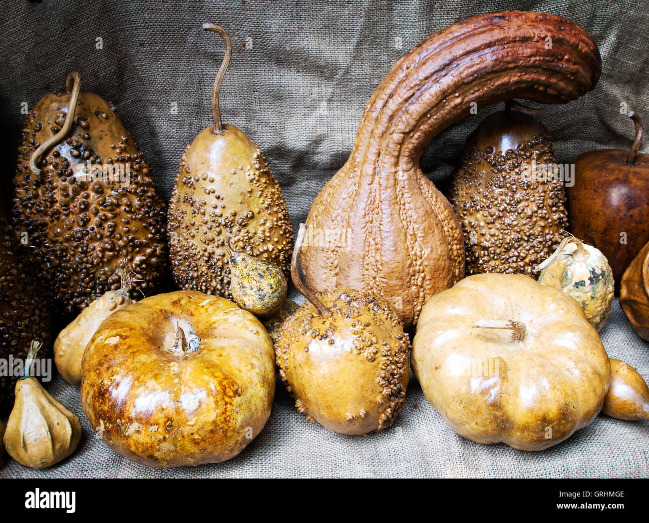 Dry ornamental gourds Cucubitaceae detail, close Stock Photo Alamy