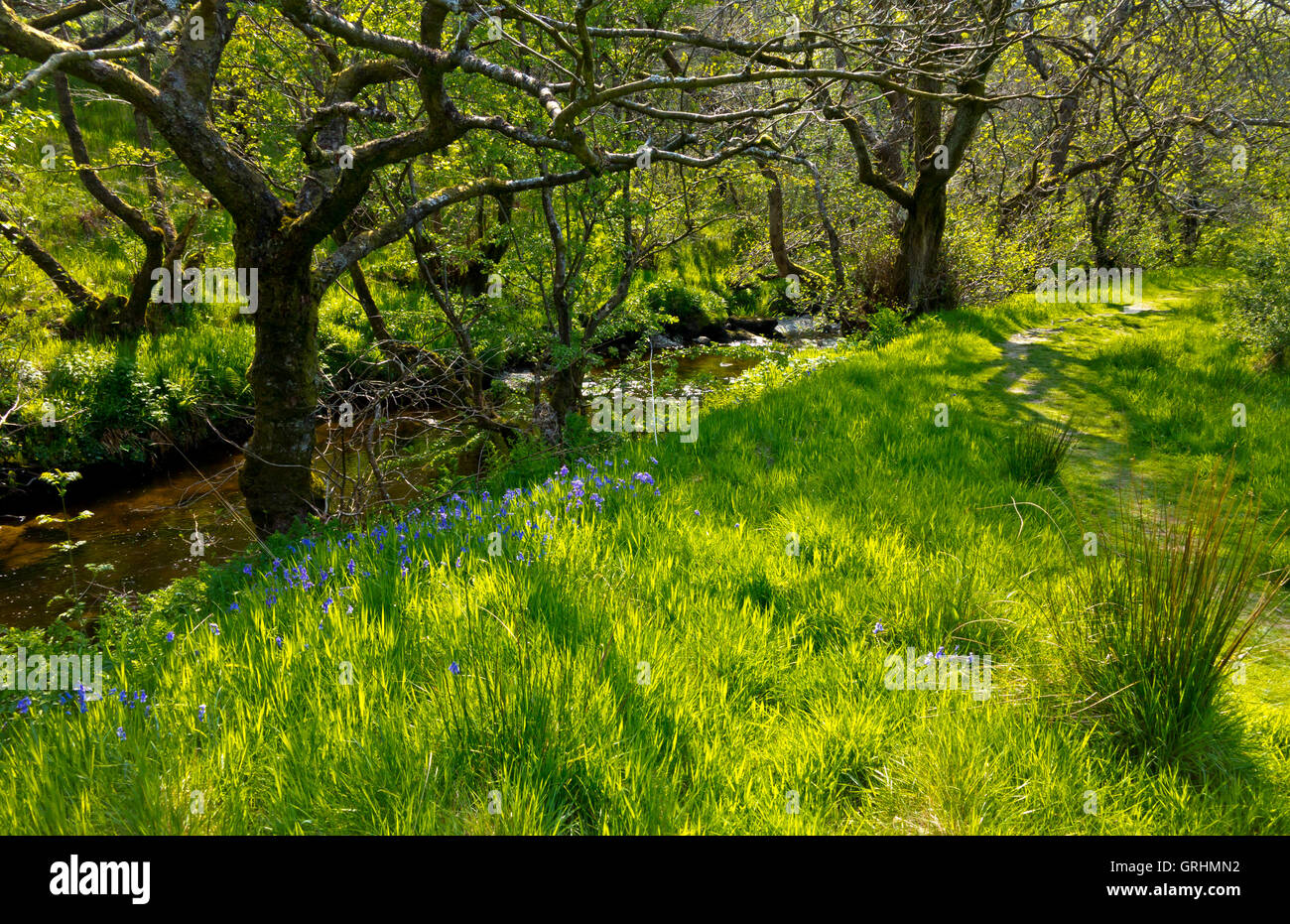 Banks of the River Marteg in spring at Gilfach Farm Nature Reserve near