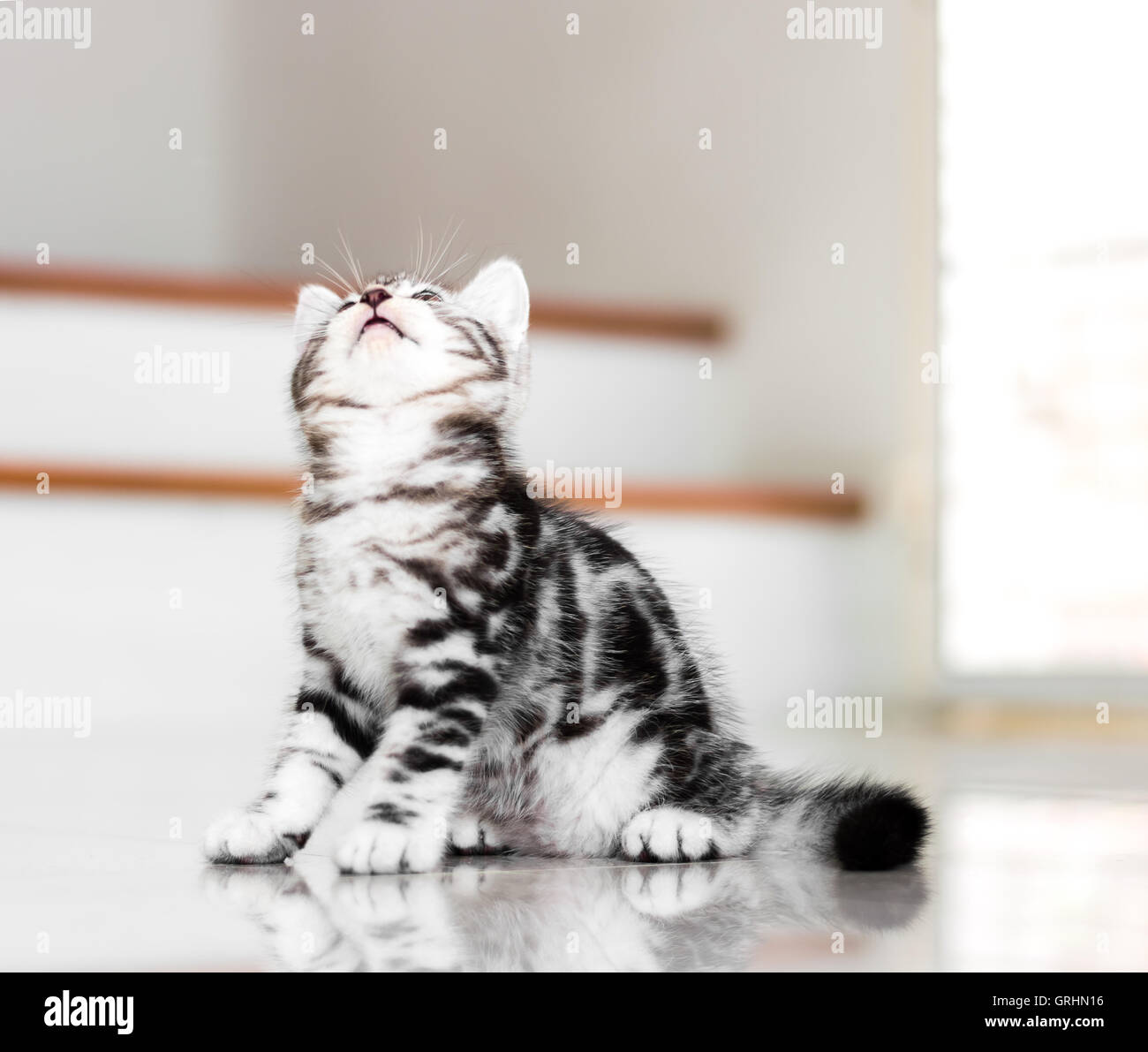 Cute American shorthair cat kitten Stock Photo