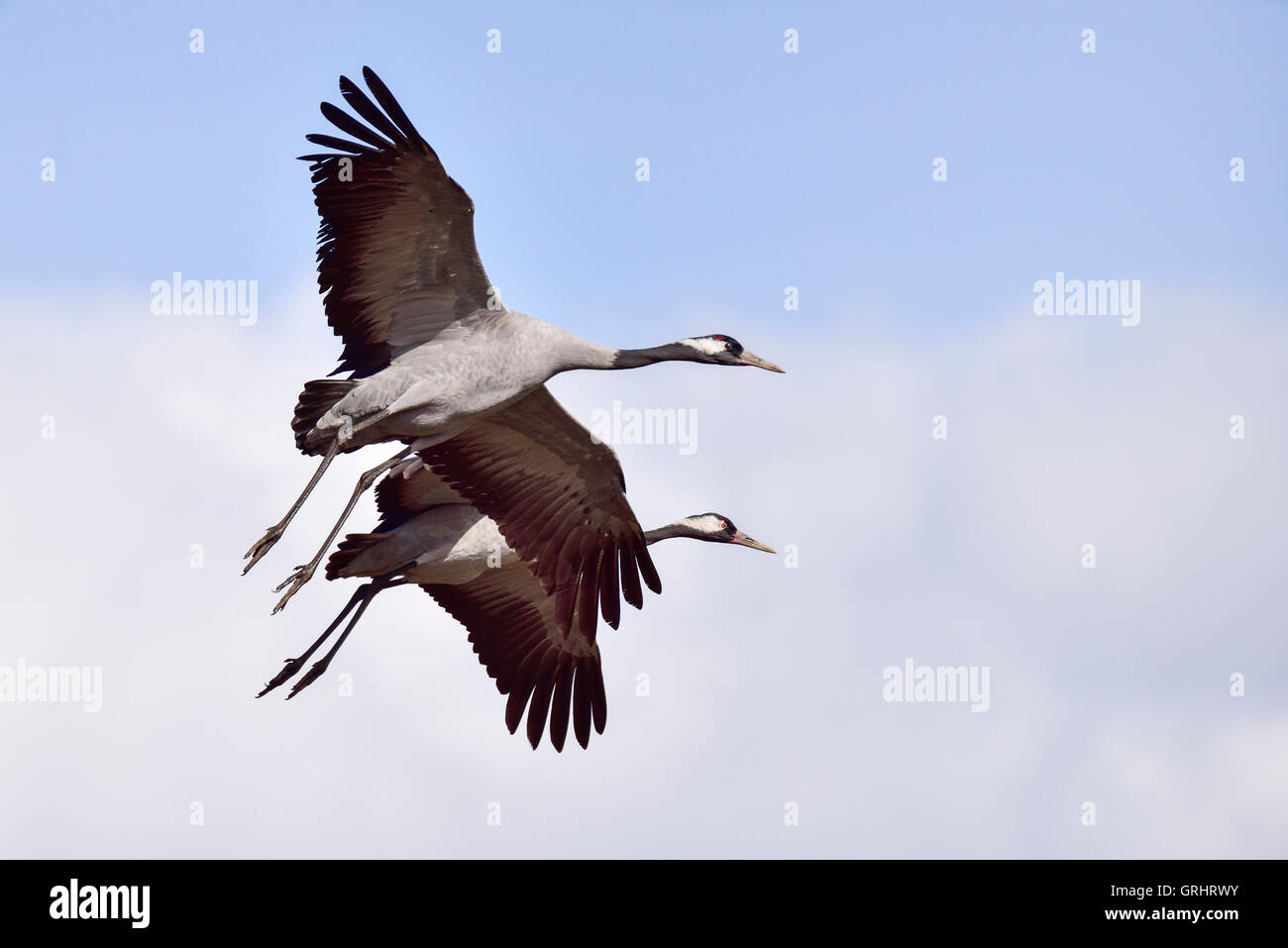 Eurasian crane Stock Photo