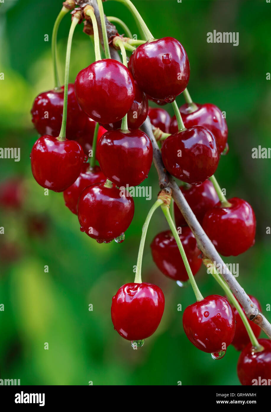 Ripe cherry on twig hi-res stock photography and images - Alamy
