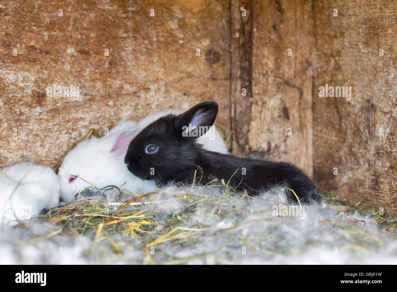 newborn bunnies in cages Stock Photo Alamy