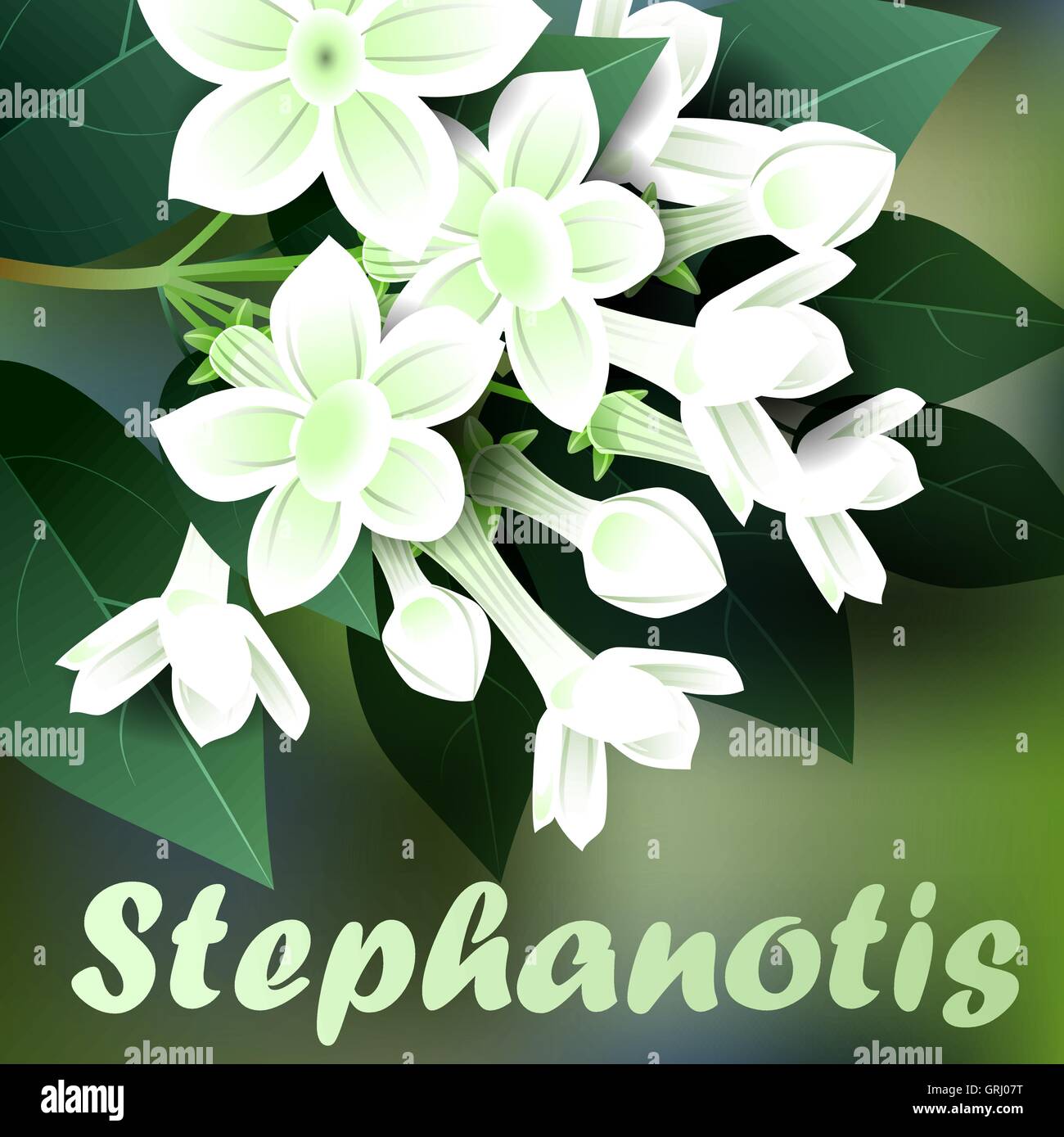 Beautiful spring flowers stephanotis. Cards or your design with space for text. Vector Stock Vector