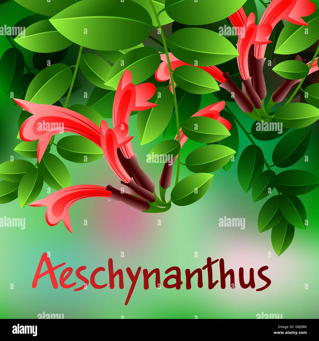Beautiful spring flowers Aeschynanthus. Cards or your design with space for text. Vector Stock Vector